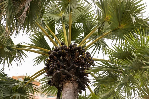 Palm fruit or Palmyra palm on sugar palm tree. Toddy palm