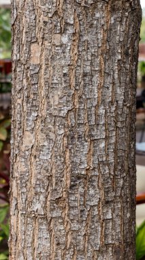 Wood texture and bark. dry tree bark texture background.