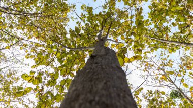 Teak forests to the environment . Teak leaf on tree low angle view . Forest Teak tree agricultural in plantation teak field plant with green leaf at countryside.