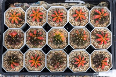 Prickly cactus growing in a pot. . Desert plant. Group of small cactus in the pot 