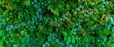 Herb wall, plant wall, natural green wallpaper and background. nature wall.  Nature background of green forest