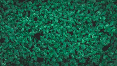 Herb wall, plant wall, natural green wallpaper and background. nature wall.  Nature background of green forest