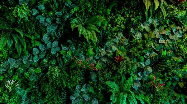 Herb wall, plant wall, natural green wallpaper and background. nature wall.  Nature background of green forest