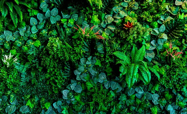 Herb wall, plant wall, natural green wallpaper and background. nature wall.  Nature background of green forest