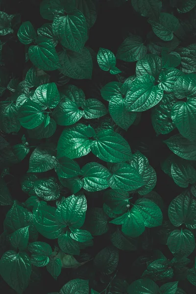 Травяная Стена Растительная Стена Натуральные Зеленые Обои Фон Стена Природы — стоковое фото