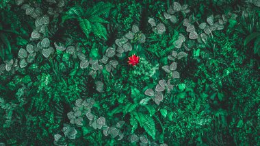 Herb wall, plant wall, natural green wallpaper and background. nature wall. Nature background of green forest