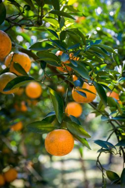 Ripe and fresh oranges hanging on branch, orange orchard. Orange on tree. Orange garden.