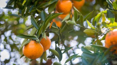 Ripe and fresh oranges hanging on branch, orange orchard. Orange on tree. Orange garden.