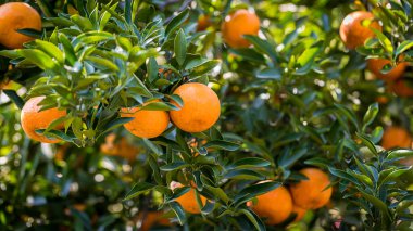 Ripe and fresh oranges hanging on branch, orange orchard. Orange on tree. Orange garden.