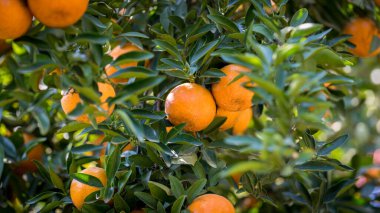Ripe and fresh oranges hanging on branch, orange orchard. Orange on tree. Orange garden.