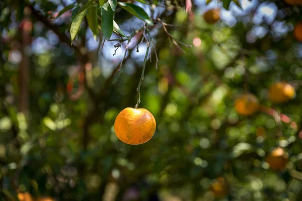 Ripe and fresh oranges hanging on branch, orange orchard. Orange on tree. Orange garden.