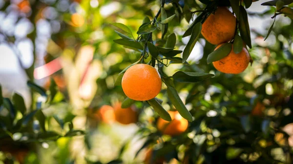 Ripe and fresh oranges hanging on branch, orange orchard. Orange on tree. Orange garden.