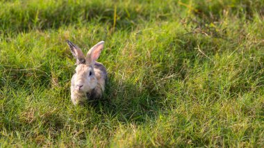 Sevimli ve şirin yeni doğmuş tavşan. Bebek şirin tavşan mı yoksa yeni doğmuş sevimli tavşan mı? Paskalya Tavşanı.