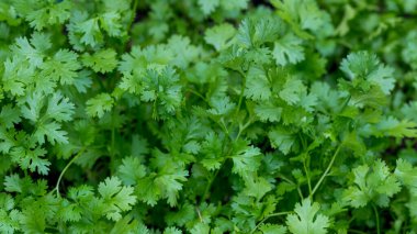 Coriander leaves in vegetables garden. Fresh cilantro leaves in vegetables farm. food and agriculture concept design. Organic coriander leaves background.
