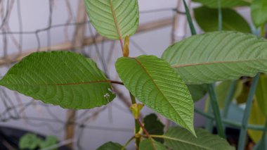 Kratom is scientifically known as Mitragyna speciosa (Korth.) Havil. kratom a drug from plant to a category in thailand. Nature green leaf background