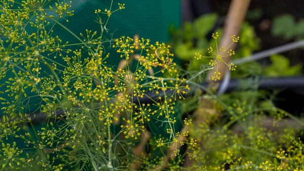 Flower of green dill (fennel). Fresh flower dill. Fresh dill (Anethum graveolens) growing.  Growing dill in the garden