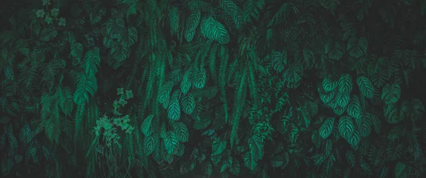 Green leaf background. Herb wall, plant wall, natural green wallpaper and background. nature wall. Nature background of green forest