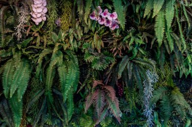Green leaf background. Herb wall, plant wall, natural green wallpaper and background. nature wall. Nature background of green forest