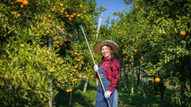 Woman farmer working in orange orchard. Gardener picking an orange with scissor in the oranges field garden