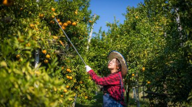 Woman farmer working in orange orchard. Gardener picking an orange with scissor in the oranges field garden