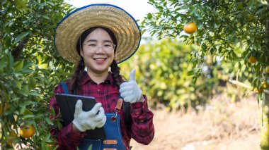 Woman farmer working and inspect quality of organic orange fruit with tablet  in orange orchard.