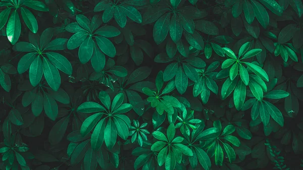 Green leaf background. Herb wall, plant wall, natural green wallpaper and background. nature wall. Nature background of green forest