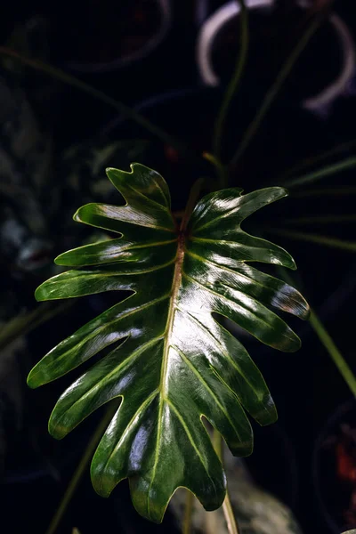 緑の葉 美容液 フィロデンドロングロリオサムの副鼻腔 — ストック写真