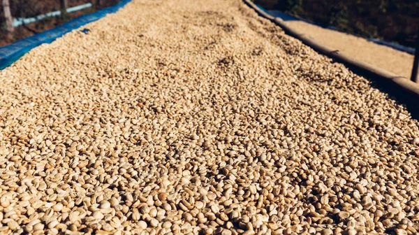 Coffee beans dried in the sun. Coffee bean drying. Coffee beans are drying at coffee farm