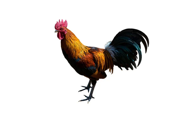 Чёрный Петух Курица Rooster Cut Изолирован Белом Фоне — стоковое фото