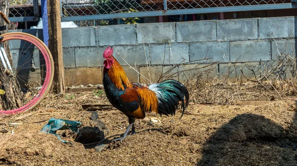 Czarny Kogut Albo Kurczak Rooster Cut Izolowane Białym Tle — Zdjęcie stockowe