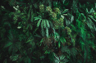 Herb wall, plant wall, natural green wallpaper and background. nature wall. Nature background of green forest