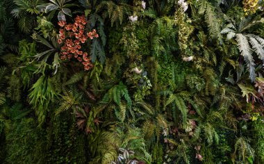 Herb wall, plant wall, natural green wallpaper and background. nature wall. Nature background of green forest
