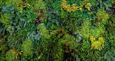 Herb wall, plant wall, natural green wallpaper and background. nature wall. Nature background of green forest