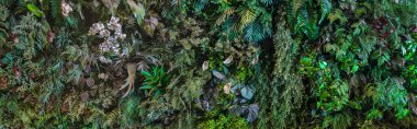 Herb wall, plant wall, natural green wallpaper and background. nature wall. Nature background of green forest