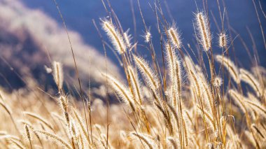 Akşam günbatımında tüylü çim tarlasından muhteşem manzara. Huzurlu duygu konsepti. Kırsal manzara atmosferi. arkaplan için resim