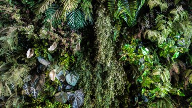 Herb wall, plant wall, natural green wallpaper and background. nature wall. Nature background of green forest