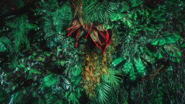 Herb wall, plant wall, natural green wallpaper and background. nature wall. Nature background of green forest