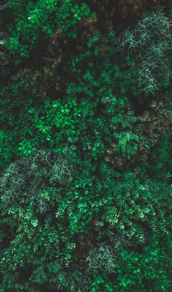 Herb wall, plant wall, natural green wallpaper and background. nature wall. Nature background of green forest