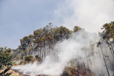 Dağda orman yangını. Yangından çıkan duman. Kırsal kesimde orman yangından çıkan dumanlar. Vahşi ateş ormandaki toprağı yakar.