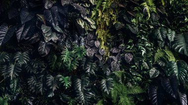 Herb wall, plant wall, natural green wallpaper and background. nature wall. Nature background of green forest