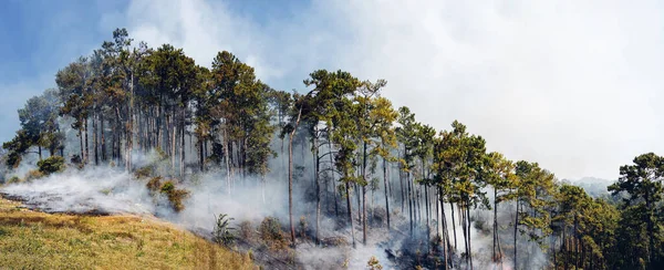 Φωτιά Στο Βουνό Καπνός Από Φωτιά Παραθαλάσσιο Δάσος Καπνό Φωτιάς — Φωτογραφία Αρχείου