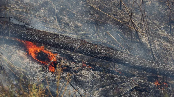 Φωτιά Στο Βουνό Φωτιά Καίει Έδαφος Στο Δάσος Φωτιά Στο — Φωτογραφία Αρχείου