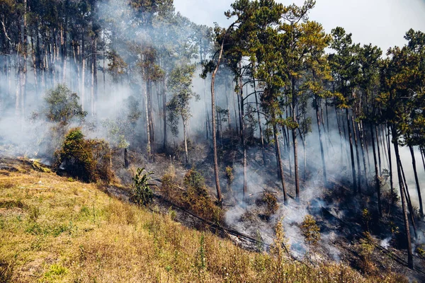 Fuego Forestal Montaña Humo Incendio Bosque Campo Con Humo Fuego — Foto de Stock