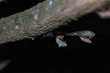 A cicada molting process. Cicada metamorphosis molt. The transformation into an adult insect. Beautiful scene insect molting cicada on tree in nature.	