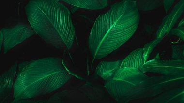 Herb wall, plant wall, natural green wallpaper and background. nature wall. Nature background of green forest