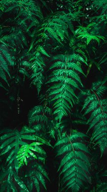 Herb wall, plant wall, natural green wallpaper and background. nature wall. Nature background of green forest