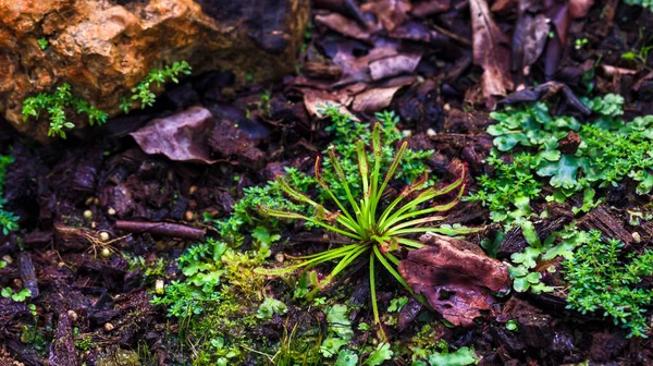 Htiyaçlar Böceksi Bitkilerdir Bahçelerdeki Bitkiler Atıcı Bitkisi Nepenthes Bicalcarata Atıcı — Stok fotoğraf
