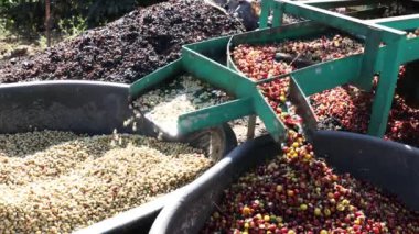 Kirazlı kahve hamuru makinesi çiftçisi. Kahve çekirdeği makinesi işlemi. Kahve değirmenindeki kuru organik fasulyeler.