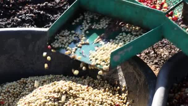 Cafea Cireșe Pulping Mașină Fermier Procesul Boabe Cafea Boabe Organice — Videoclip de stoc