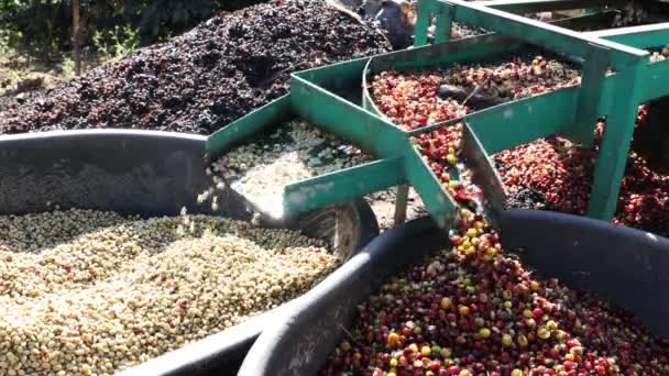 コーヒーチェリーパルプ機農家 コーヒー豆の機械工程 コーヒーミリング工程で乾燥した有機豆 — ストック動画